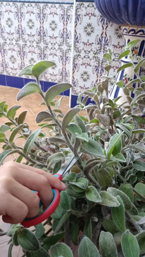 Plantas con Historias Vivas - Imagen de esqueje